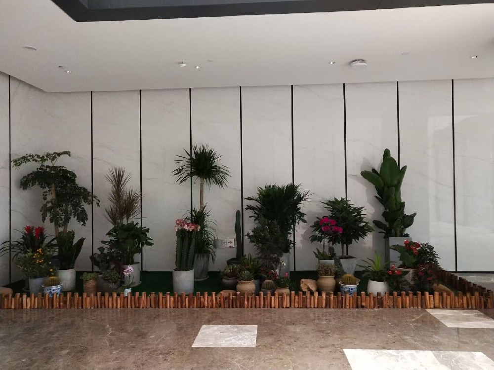 辦公室綠植租賃費(fèi)用到底高不高？常見(jiàn)綠植的種類(lèi)有哪些？
